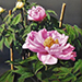 Nobuo Owa Gallery